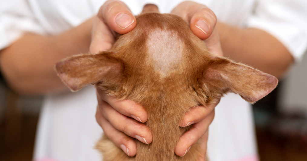 Haaruitval hond: oorzaken en oplossingen