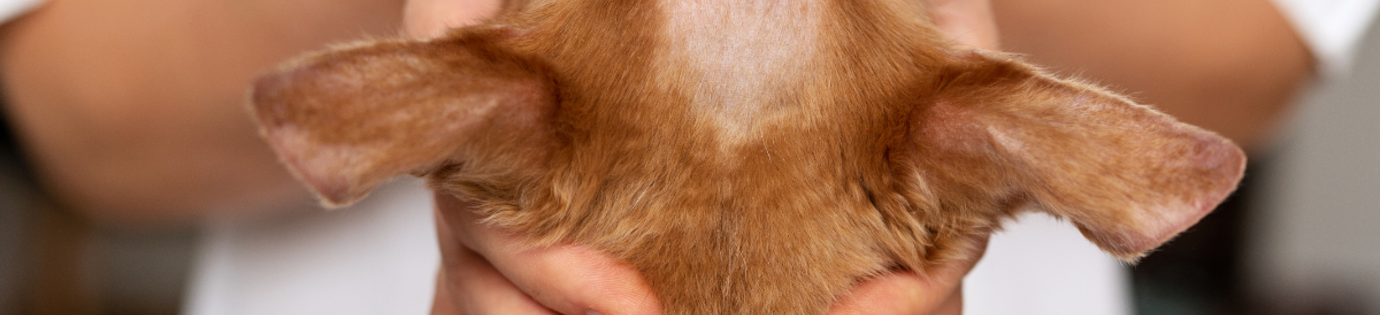 Haaruitval hond: oorzaken en oplossingen