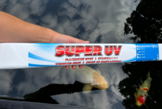 Welke UV-lamp voor vijver kiezen voor helder water en gezonde vissen