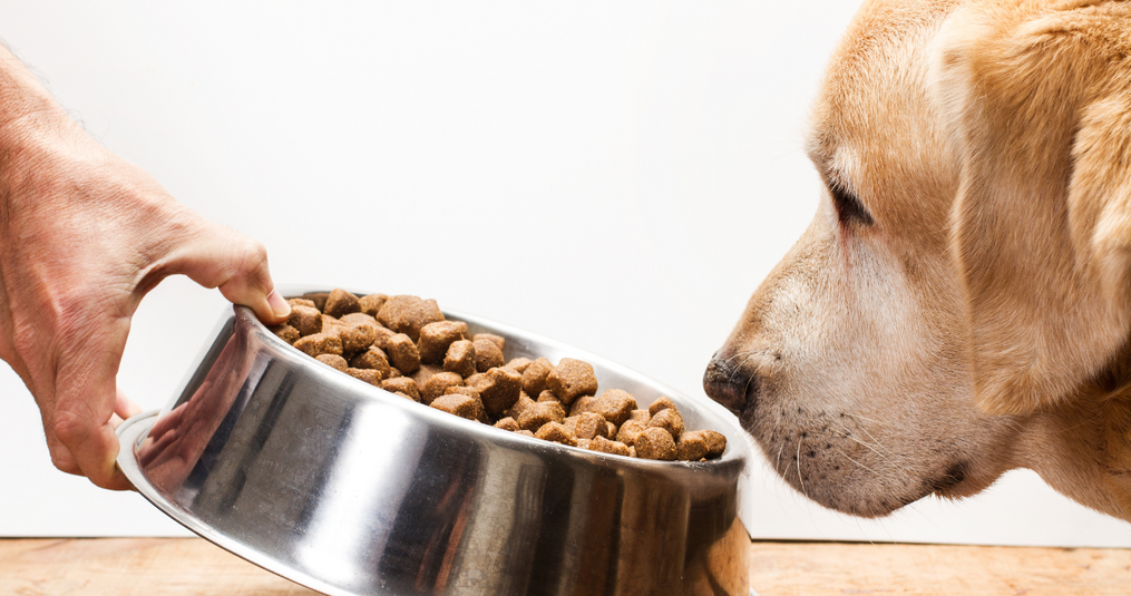 Mijn hond heeft een gevoelige maag: welk voer past daarbij?