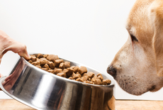 Mijn hond heeft een gevoelige maag: welk voer past daarbij?