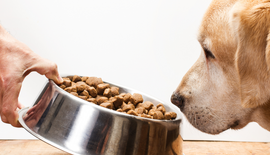 Mijn hond heeft een gevoelige maag: welk voer past daarbij?