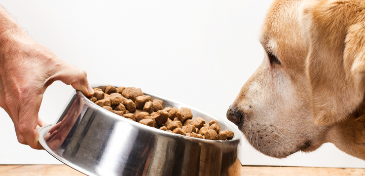 Mijn hond heeft een gevoelige maag: welk voer past daarbij?