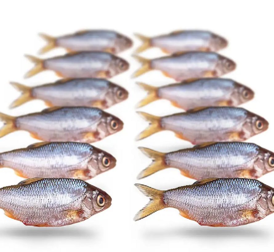 Prebaits Voorn / Kolblei klein