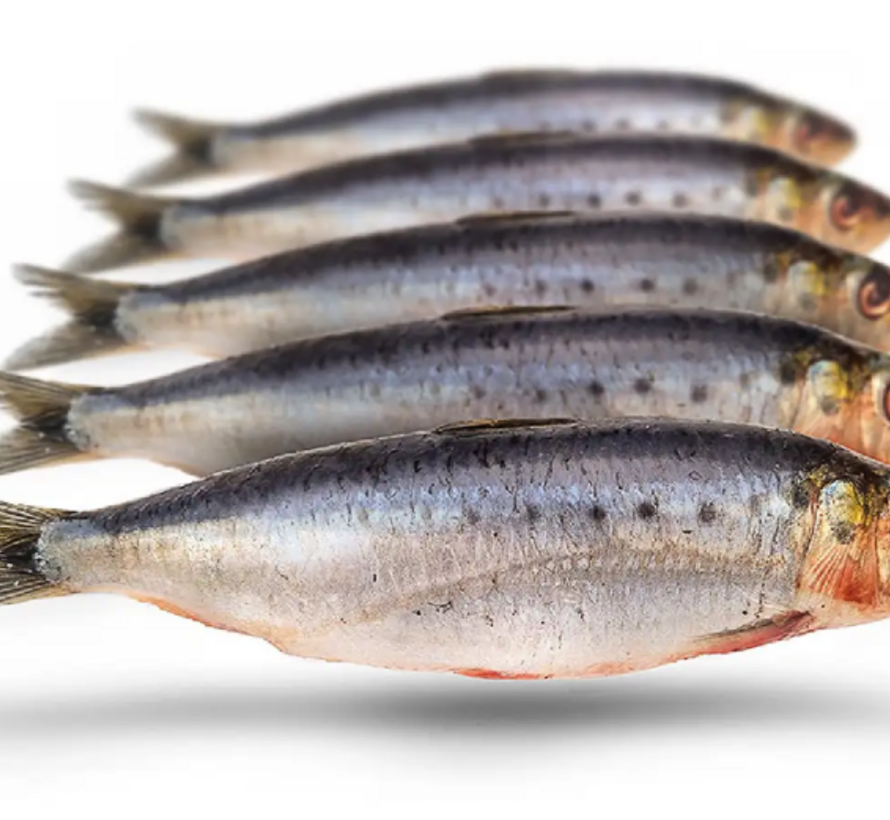 Prebaits Sardines Small 350/450gr