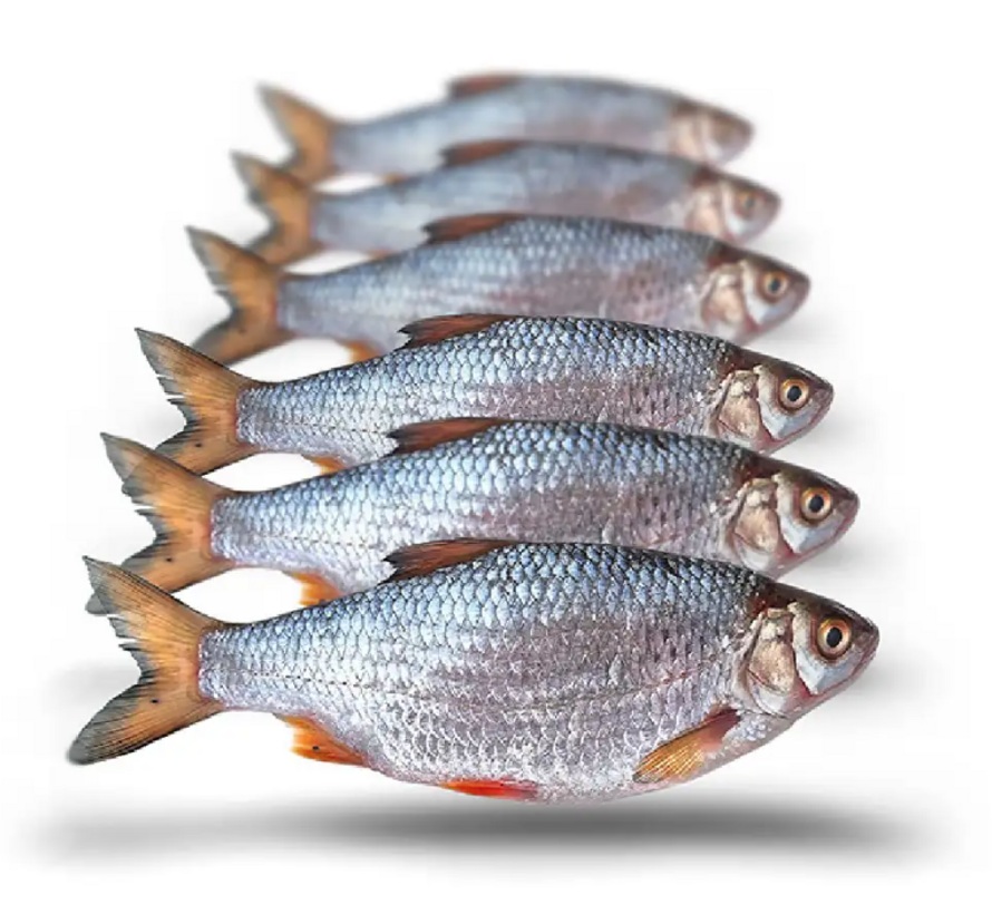 Prebaits Voorn Middel 450/550gr