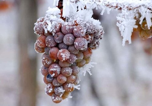 Ice wine 