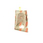 Conrod bearing set Fiat Regata DS