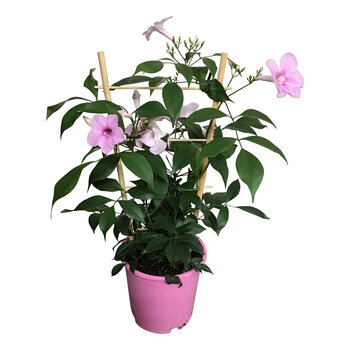 Firenze Bloemenatelier – Handgemaakte Boeketten, Bloemstukken & Planten Bower Vine – Pandorea jasminoides