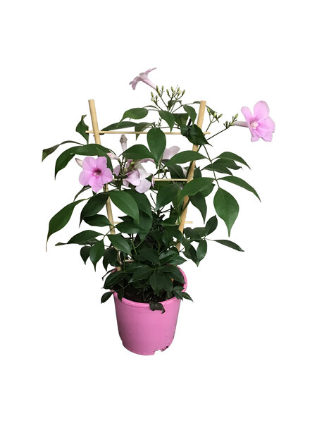 Bower Vine – Pandorea jasminoides