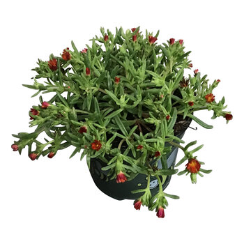 Firenze Bloemenatelier – Handgemaakte Boeketten, Bloemstukken & Planten Delosperma