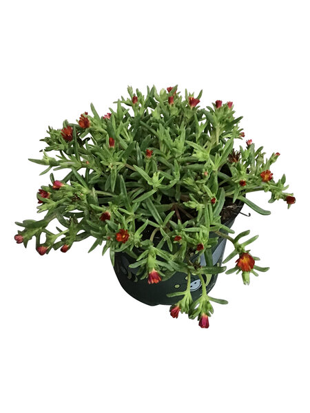 Ice Plant – Delosperma