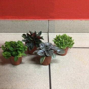 Mini plantjes