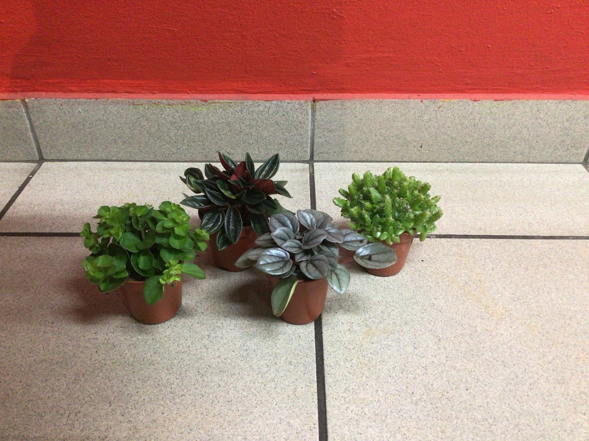 Mini plantjes