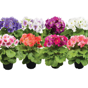 Primevère cône - Primula obconica