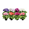  X2 - Primula obconica