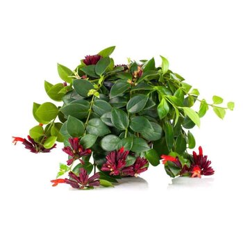 Firenze bloemenatelier Lipstick plant