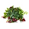  X1 - Lipstick plant