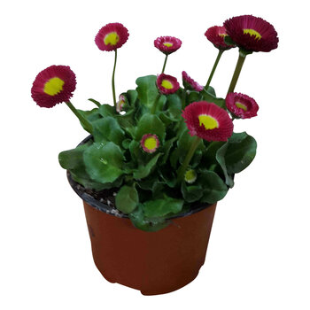 Pâquerette Rouge – Bellis perennis