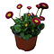 X3 - English daisy