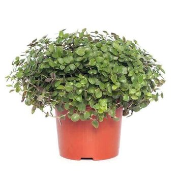 X2 - Plante tortue