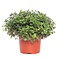  X2 - Schildpadplant