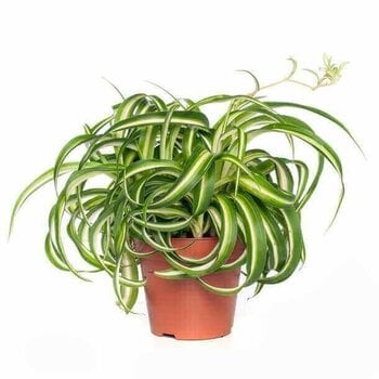 Graslelie – Chlorophytum