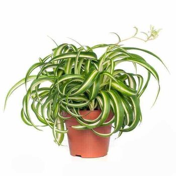 X2 - Chlorophytum