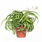  Spider plant
