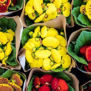 Pantoffelplant – Calceolaria