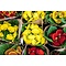  X3 - Slipper flowers