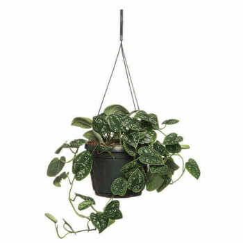 Silver pothos