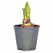  Amaryllis