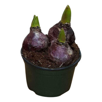 X1 - Hyacinth