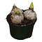  X3 - Hyacinth