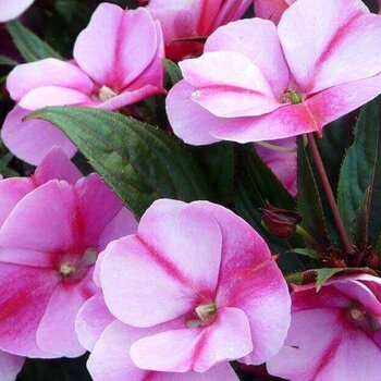 Impatiens