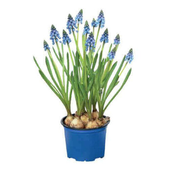 Grape hyacinth