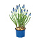  X3 - Muscari