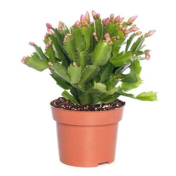 X2 - Christmas cactus or Thanksgiving cactus.