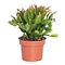  X2 - Kerstcactus