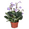 X2 - Cape Primrose