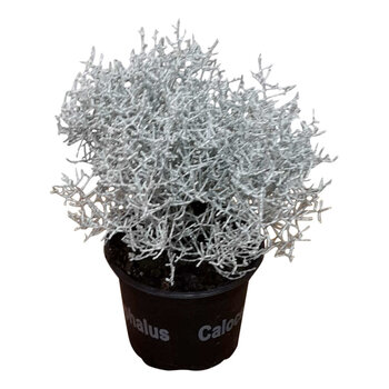 X3 - Silver bush