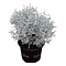  X3 - Silver bush