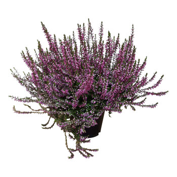 Bruyères d'été