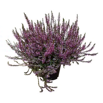 Heide Roos – Calluna