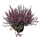  Bruyères d'été Rose – Calluna