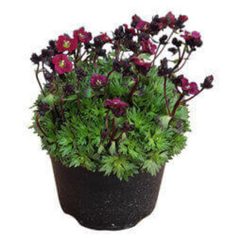 X3 - Saxifrage mousse