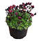  X3 - Saxifrage mousse