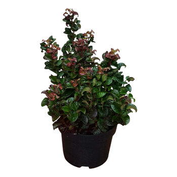 Leucothoé – Leucothoe Axillaris 'Curly Red'