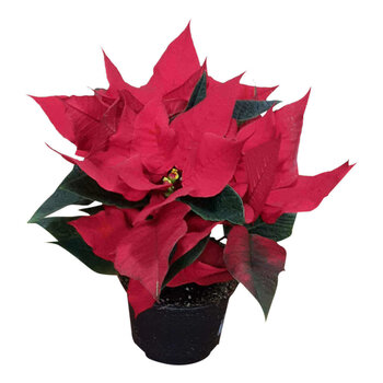 X2 - Poinsettia